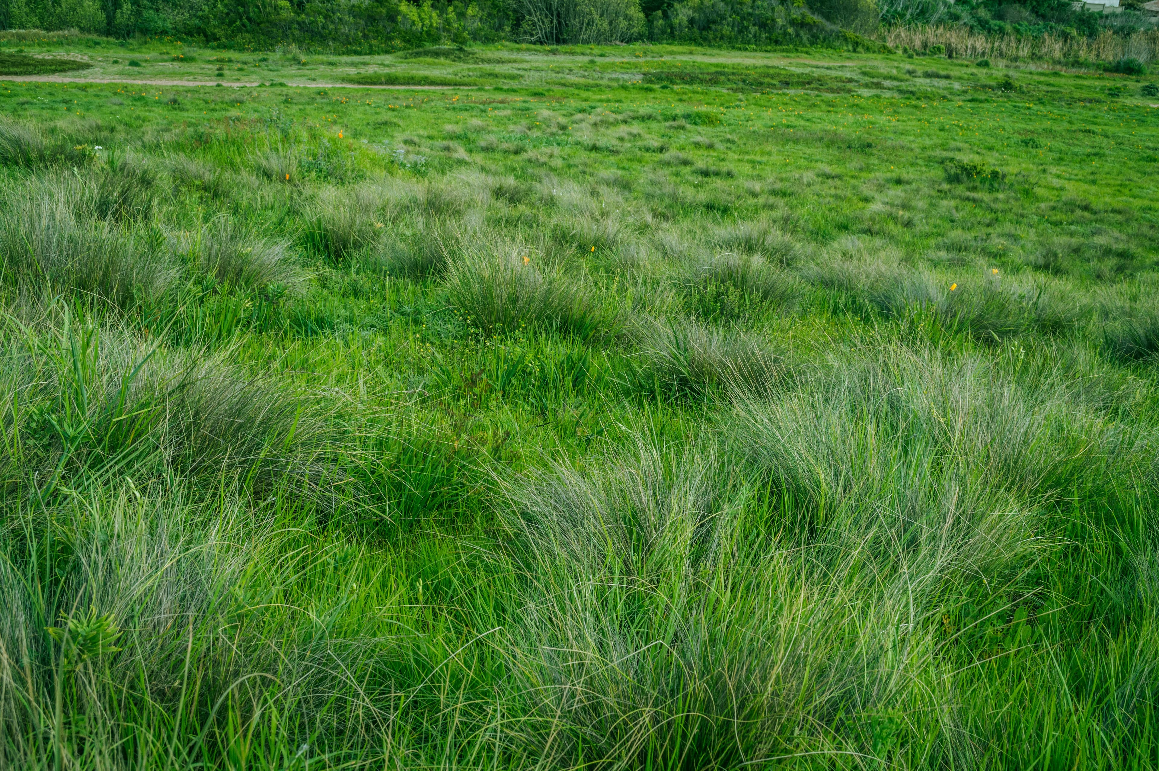 Overseeding service for thin lawn in Georgetown TX — Georgetown Lawn Pros