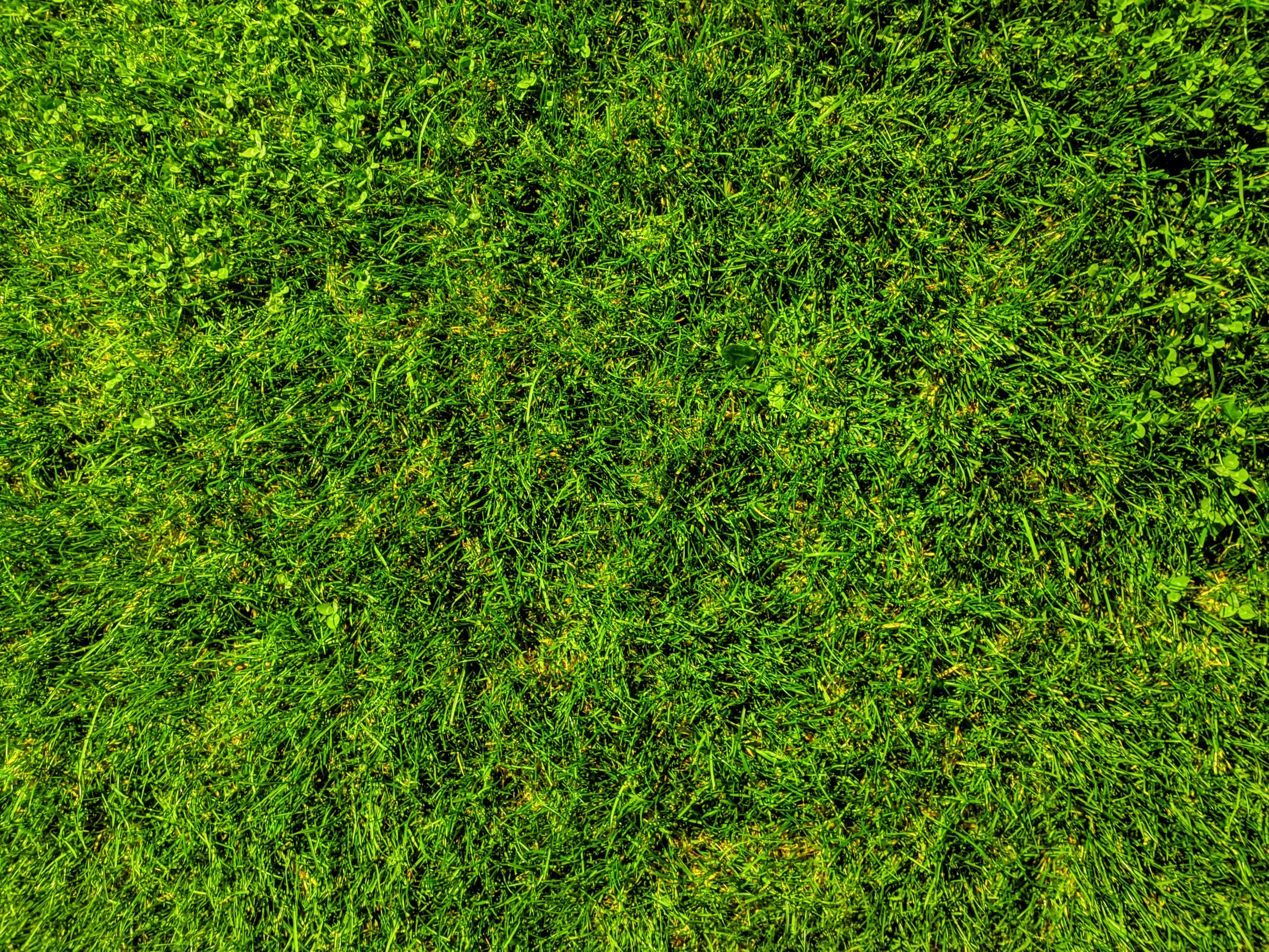 Best Grass Types for Georgetown TX: Bermuda, St. Augustine, and Zoysia Compared — Georgetown Lawn Pros