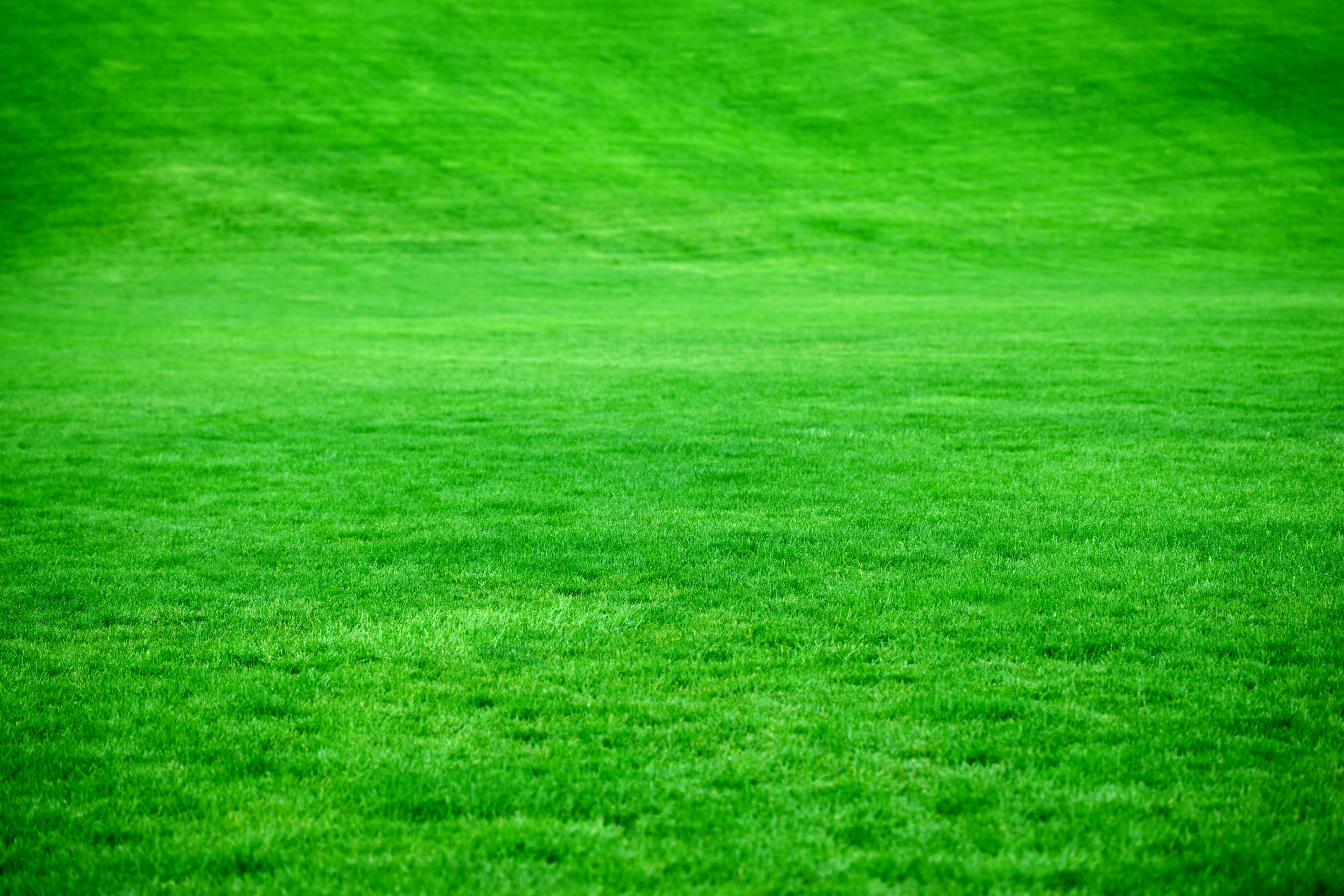 Bermuda Grass Care Guide for Georgetown TX Homeowners — Georgetown Lawn Pros